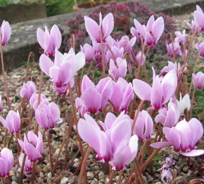 Cyclamen hederifolium